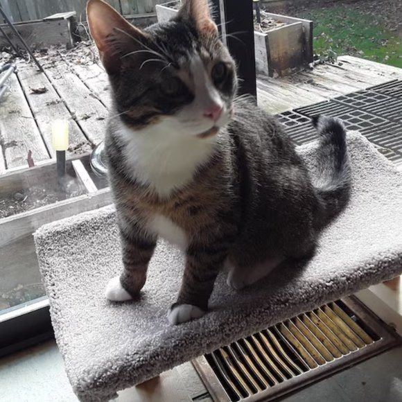 New Cat Bed For Over Registers; The Bedgister - Picture 7 of 12